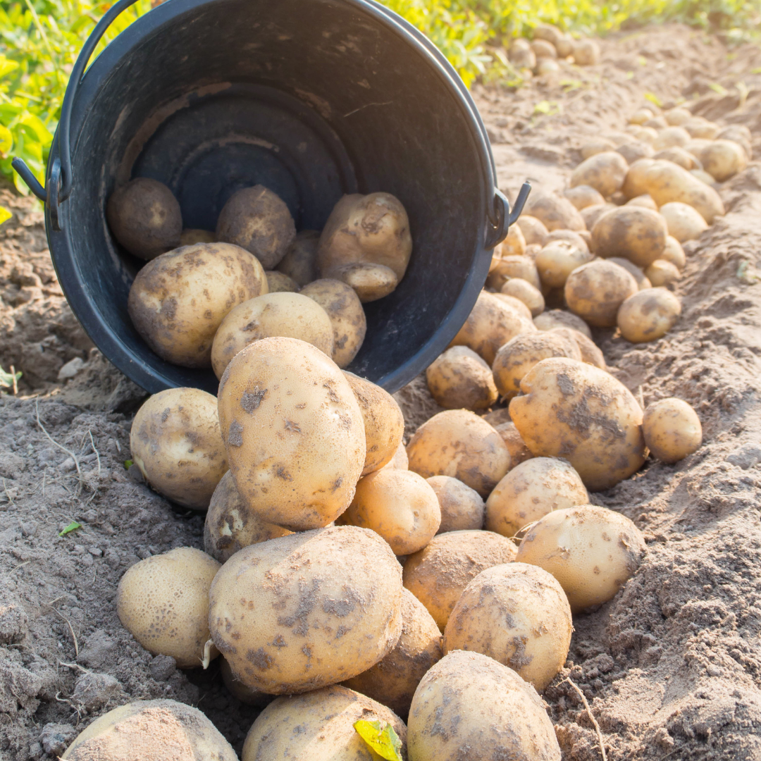Gelbfleischige Kartoffeln (Pasta Gialla) – 2,5 kg – Bild 3
